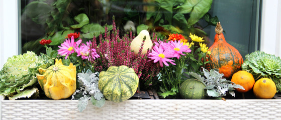 Mix of beautiful vivid terrace fall flowers and pumpkin