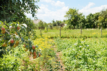 Sticker - view of rural garden on backyard