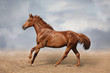 Beautiful wild brown horse galloping on sky