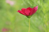 Fototapeta Krajobraz - Cosmos flower