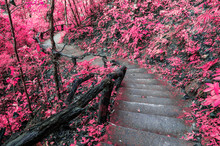 Imagine Pink Forest With Stair