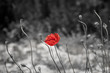 Red poppy on black and white background.
