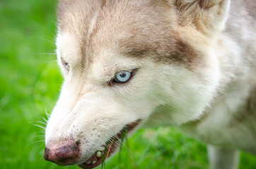 Poster - Blue eyes dog