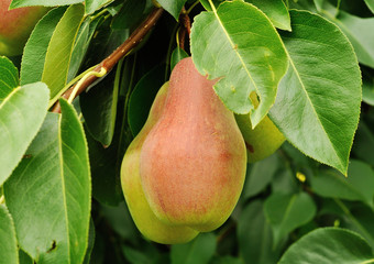 two pears on the tree