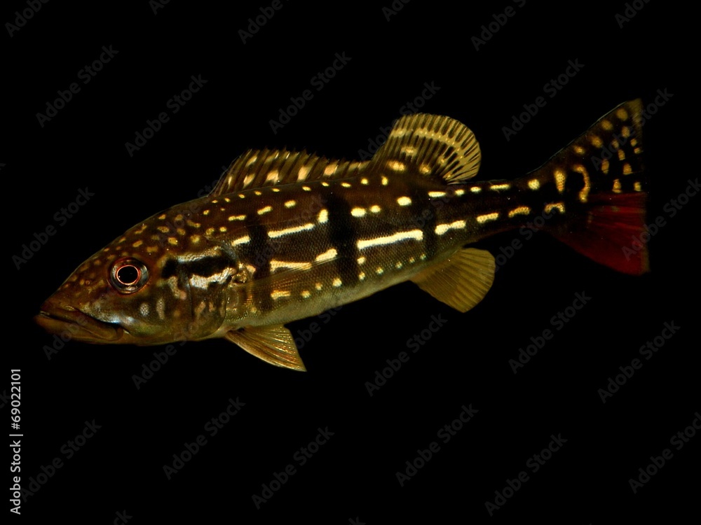 キクラテメンシス の Stock フォト | Adobe Stock