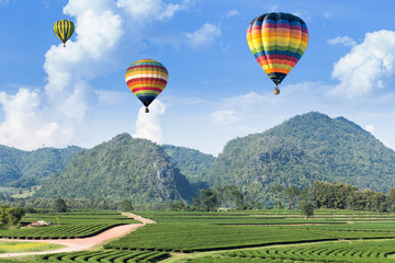 Wall Mural - Hot air balloon over the mountain and tea plantation