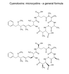 Canvas Print - Microcystins - general chemical structural formula