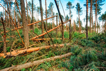 Windfall in forest. Storm damage.