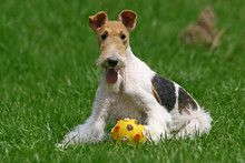The Wire Fox Terrier Dog