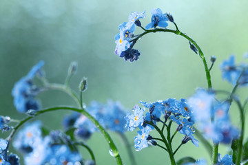 small blue wild flowers