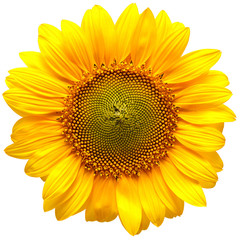 Fotomurales - Sunflower