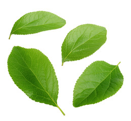 Wall Mural - plum leaves isolated on white