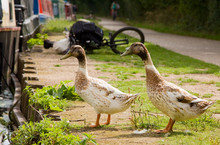 Two Ducks On The Canal Towpath