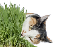Female Cat Eating Grass, Isolated