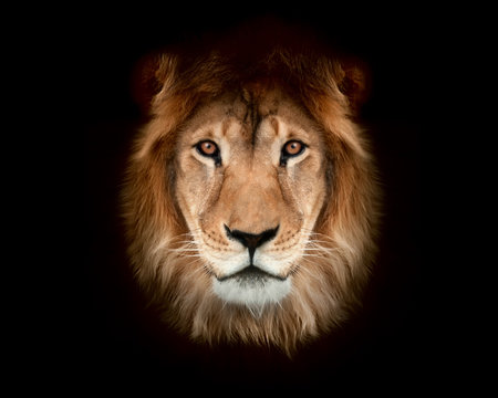 Fototapete -  - Beautiful lion on a black background.
