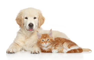 Wall Mural - Golden Retriever puppy and ginger kitten