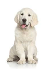 Poster - Golden Retriever puppy on white background