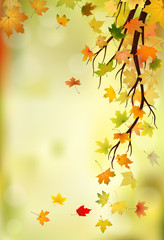Wall Mural - Branch with autumn maple leaves on natural background