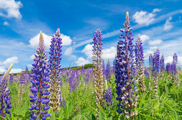 Wall Mural - purple lupine flowers