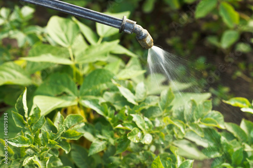 Fotografía processing of pesticide on country garden