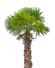 Wall Mural - green small palm isolated on white