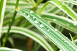 rain drops on green leaves of carex close up