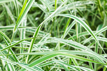 Sticker - wet green blades of carex morrowii japonica