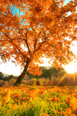 Beautiful autumn tree with fallen dry leaves