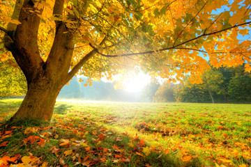Beautiful autumn tree with fallen dry leaves