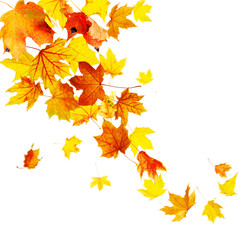 Wall Mural - autumn falling leaves isolated on white background
