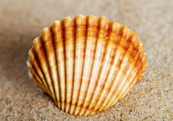 Shell on a sand.