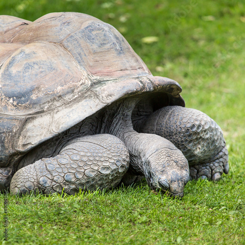 Fotografie, Obraz A giant Galapagos turtle, Galapagos islands, Ecuador