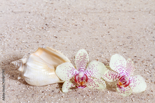 Naklejka na kafelki Orchid in the sand