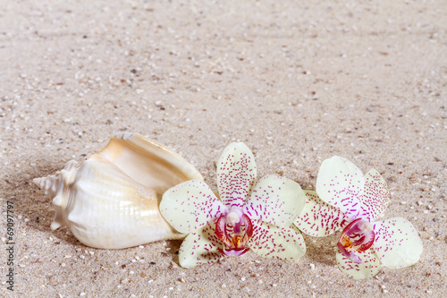 Obraz w ramie Orchid in the sand