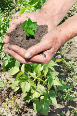 Sticker - old man hands with handful soil with green sprout