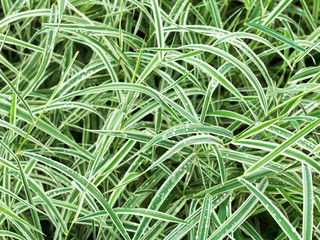 Sticker - natural background from wet green leaves of Carex