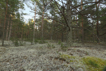 Poster - Untouched pine forest, important habitat for many animals