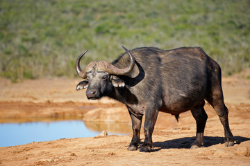 Wall Mural - african buffalo at a waterhole