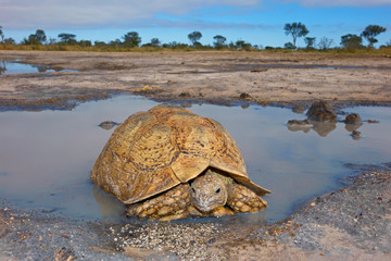 Wall Mural - Leopard tortoise at a waterhole