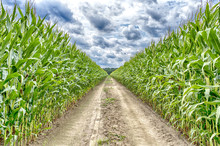 Agricultural Field On Which The Green Corn Grows