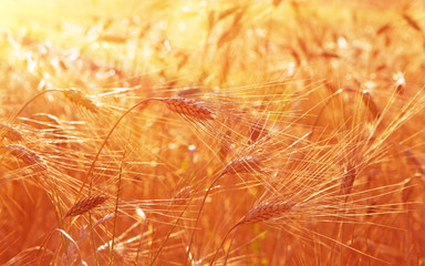 Poster - Wheat field background