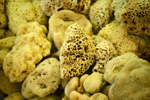 Closeup Of A Natural Sponges