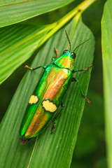 beetle in Genus steriocera