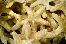 Pile Of Starfish