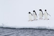 group of Adelie penguins on the ice near open water