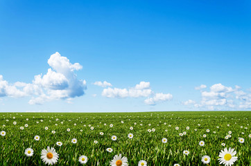 Wall Mural - daisy flower field