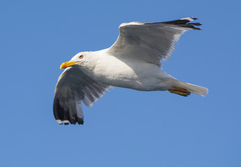 Wall Mural - Gaviota volando