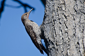 Wall Mural - Northern Flicker Clinging To Side of Tree