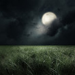 © Dmitry Perov - green field at the moon light