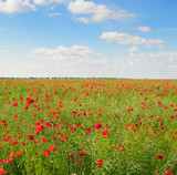 Fototapeta Maki - poppies on green field and sky